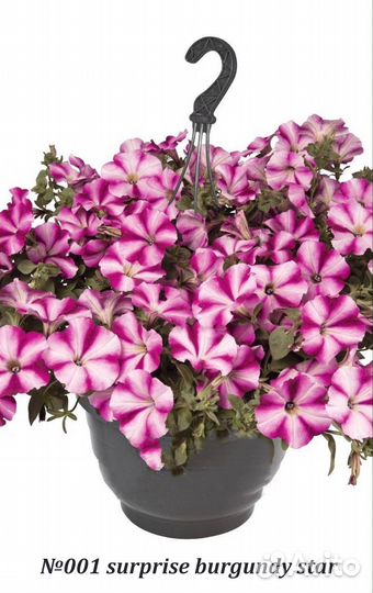 Вегетативная ампельная петуния