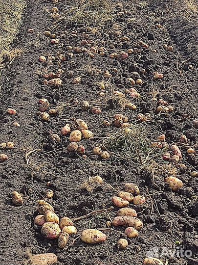 Картофель опт