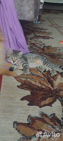 Полосатая девочка