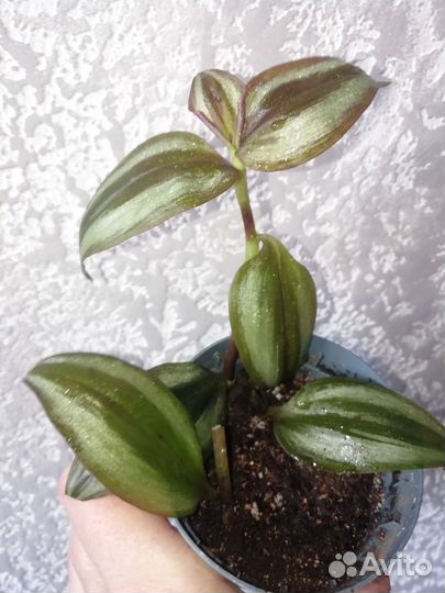 Традесканция