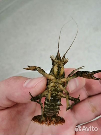 Мраморный аквариумный рак на корм