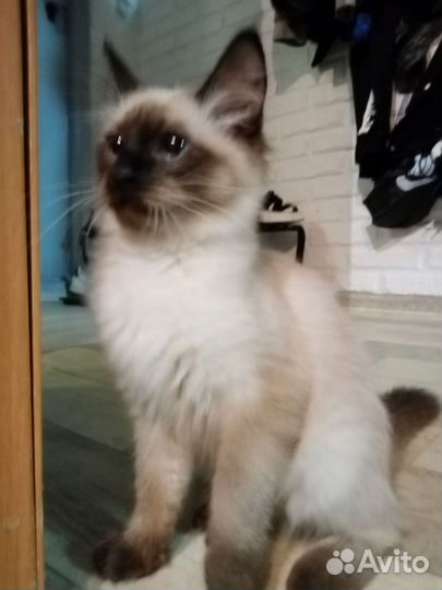 Котенок девочка