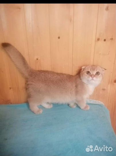 Шотландские котятки