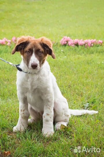 Щенок в добрые руки