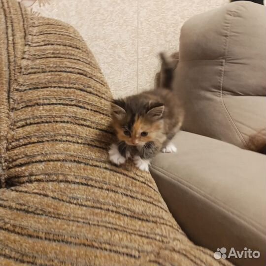 Котята разноцветные