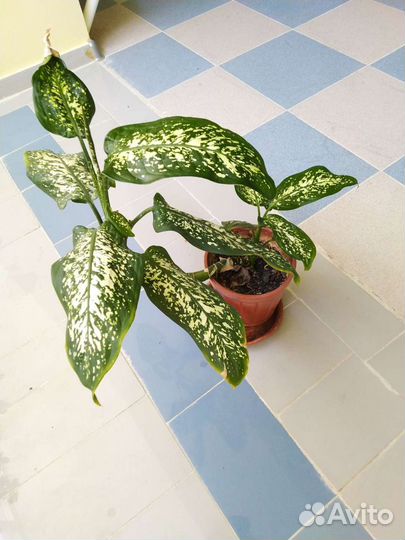 Диффенбахия