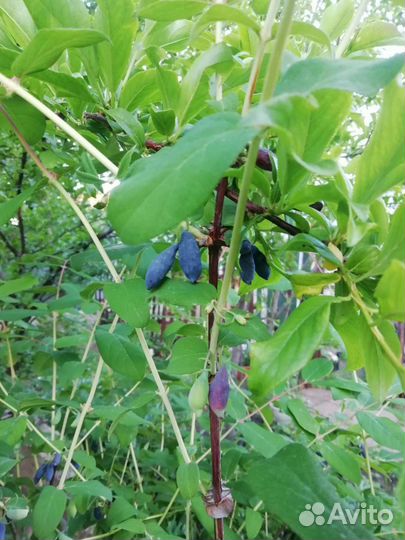 Жимолость Лебёдушка