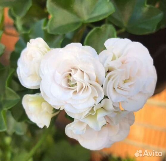 Плющелистная, ампельная пеларгония