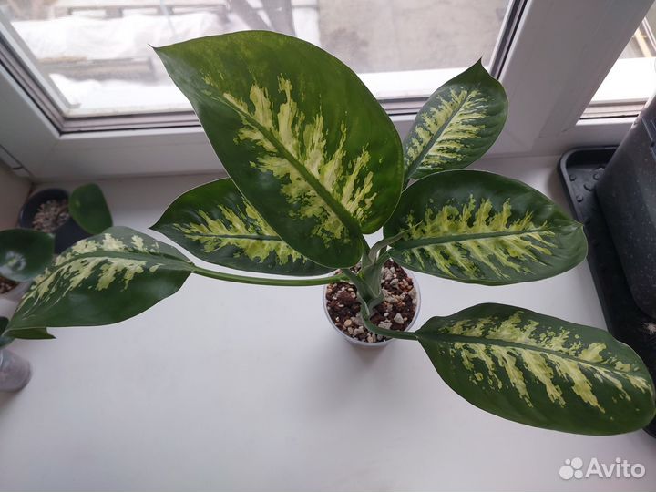 Диффенбахия