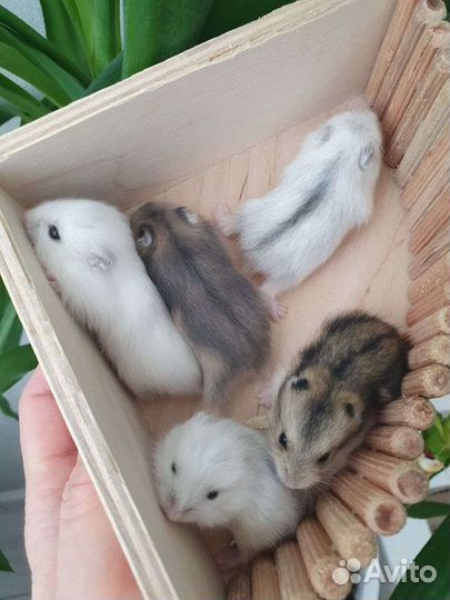 Джунгарские хомячки всех окрасов