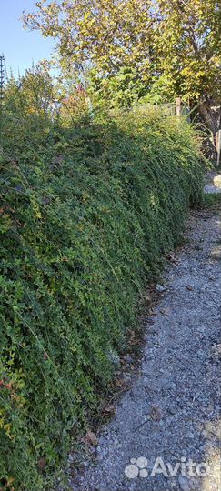 Жасмин голоцветковый