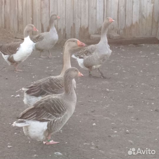Продам гусят