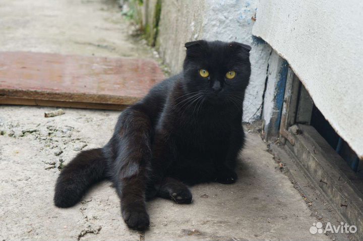 Вислоухие тоже бывают бездомными