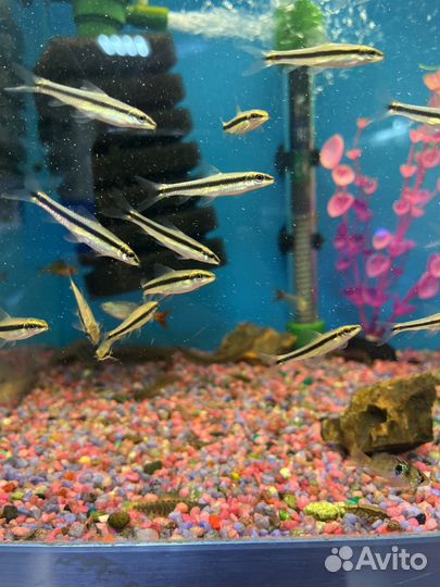 Аквариумные рыбки