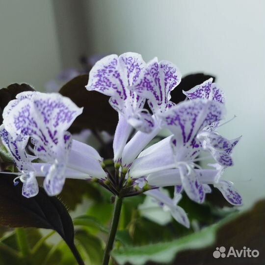 Комнатные растения-2