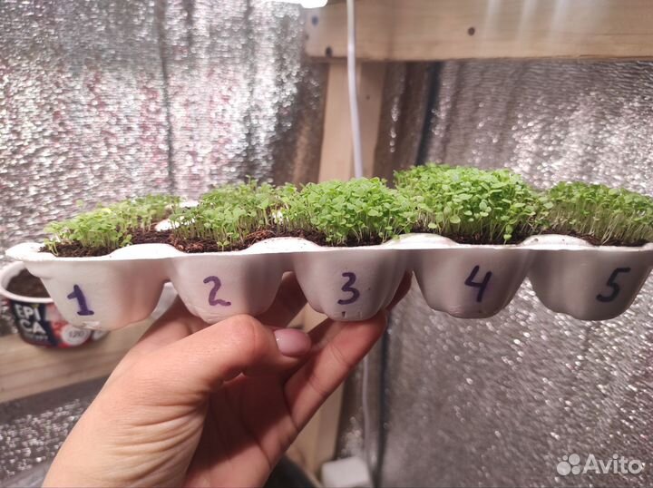 Рассада петунии 10 видов