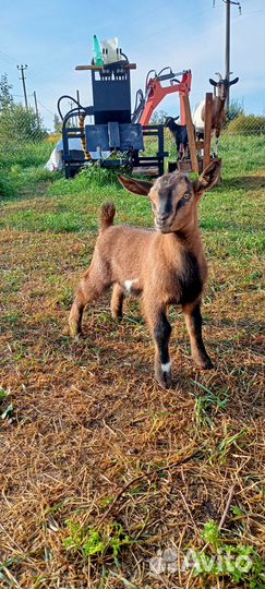 Камерунский козлик