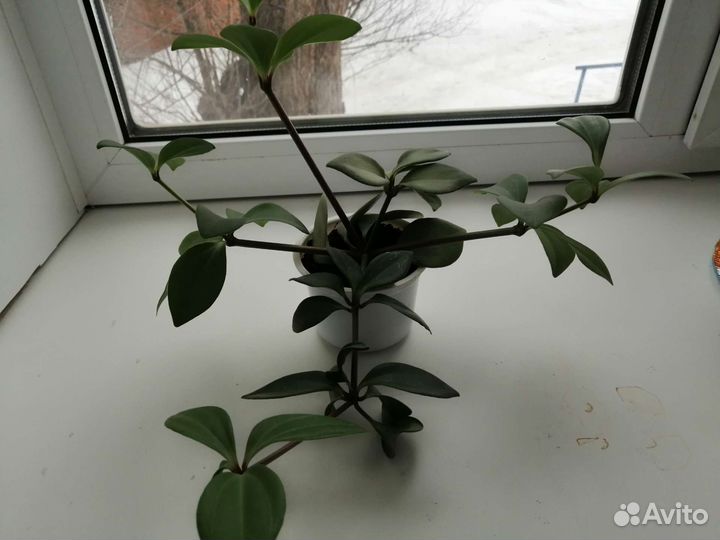 Комнатные цветы