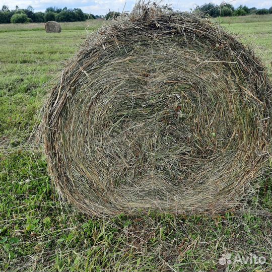 Продам сено в рулонах