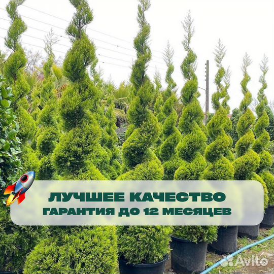 Туя колумна 170 см