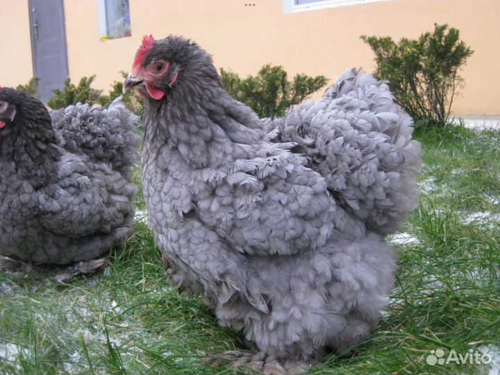 Суточные и подрощенные цыплята