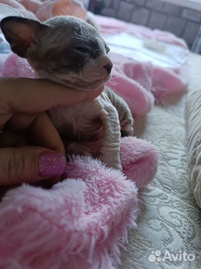 Донской сфинкс котята