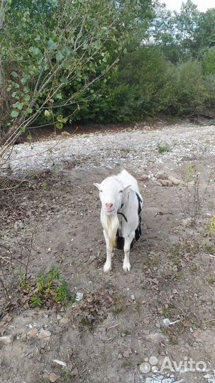 Козел-ламанча для вязки