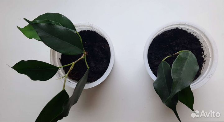 Фикус бенжамина