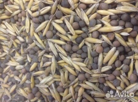 Вика+овёс семена. Цена договорная