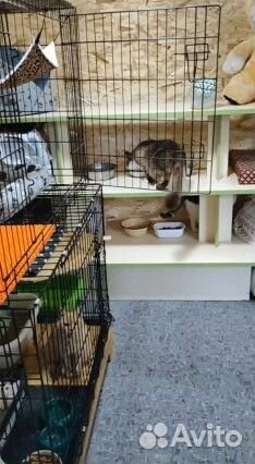 Передержка ваших кисов) и маленьких собачек мо