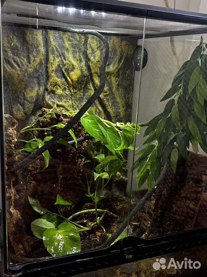 Террариум для рептилий