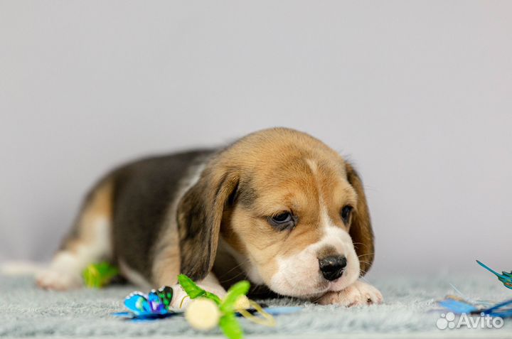 Девочки бигль