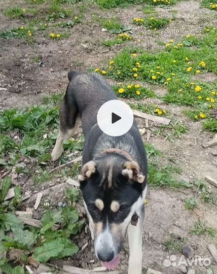 Сао алабай продам своего