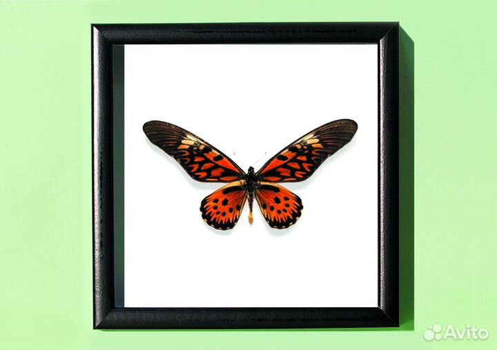 Бабочка в рамке. Папилио антимах самец