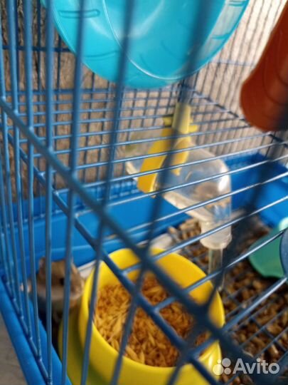 Хомяки джунгарики