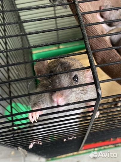 Крысы крысята
