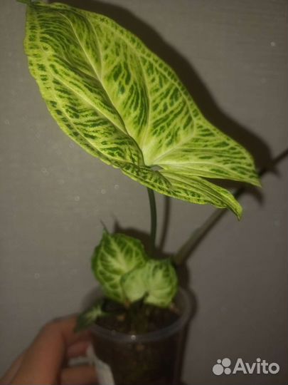 Сингониумы сортовые