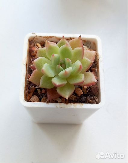 Суккуленты ч.1