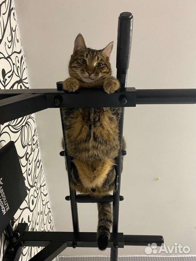 Передержка животных