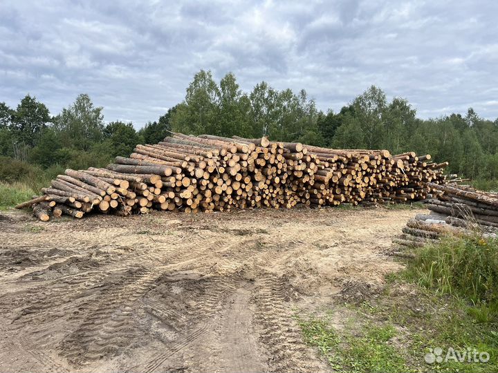 Сосна, ель, береза, осина, липа, дуб