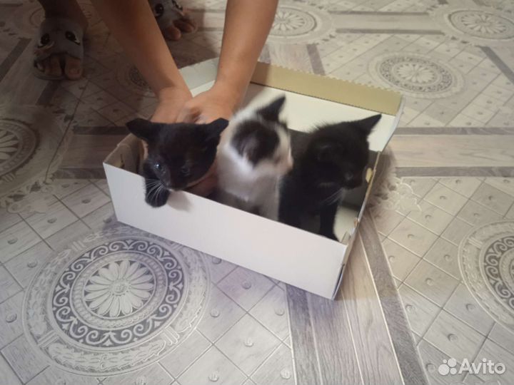 Котята в добрые руки бесплатно