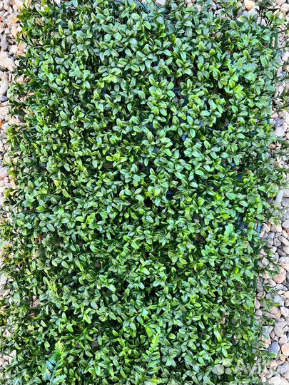 Самшит вечнозеленый