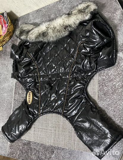 Одежда для собак