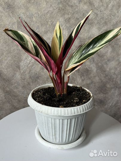 Строманта триколор (триостар )