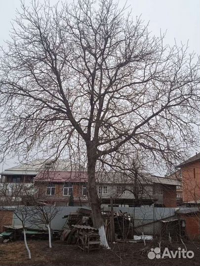 Спил деревьев