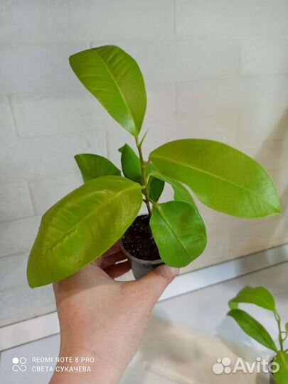 Фикус пур голд