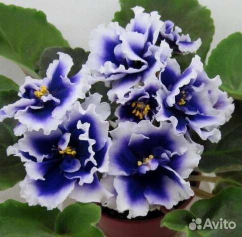 Сортовые фиалки