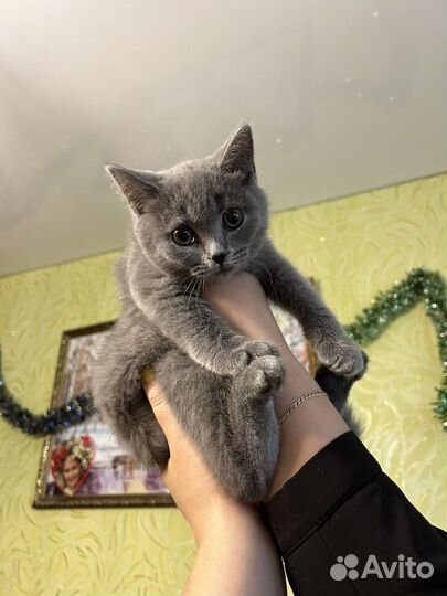 Котятки