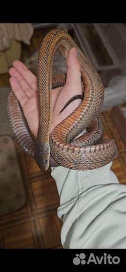 Полоз Баэрда