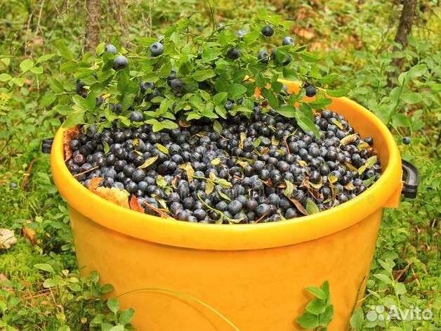 Черника на заказ